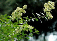 flowering stem of Lawsonia inermis with small white flowers grow in sunny field