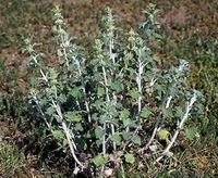 plants of Marrubium vulgare with pale green leaves and white flower spikes grow in a cluster