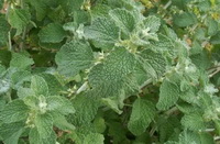 plants of Marrubium vulgare