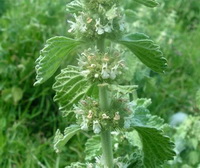 flowering plant of Marrubium vulgare with small white flowers and green leaves grow in sunny field