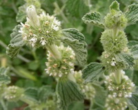green white flower spikes of Marrubium vulgare