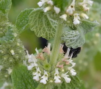 small white flowers of Marrubium vulgare