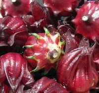 several fresh red Roselle Calyx of hibiscus
