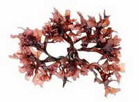 brown reddish herb of Chondrus crispus