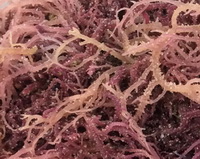brown reddish plant parts of Chondrus crispus grow in field