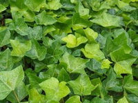 green leaves of Hedera helix