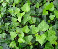 plants of Hedera helix with green leaves grow in field