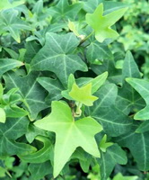 light green fresh leaves and dark green old leaves of Hedera helix grow in sunny field