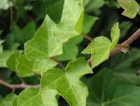 light green leaves of Hedera helix grow on stem