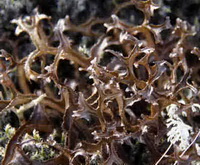 Cetraria islandica:Iceland lichen grow in field