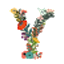 Y listings of Popular Herbs