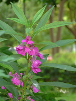 flowering plant of Impatiens with pink flower spikes and green leaves grow in woods