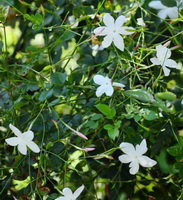 flowering plants of Jasminum grandiflorum with small white flowers grow in sunny field