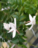 white flowers of Jasminum grandiflorum