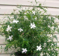 potted flowering plant of Jasminum grandiflorum with small white flowers and green leaves grow besides a wall