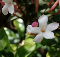 flowering plant of Jasminum grandiflorum with white flower