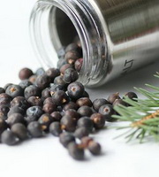dried juniper berries of Juniperus communis