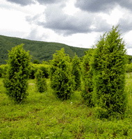 several trees of Juniperus communis with green leaves grow in mountain grass land