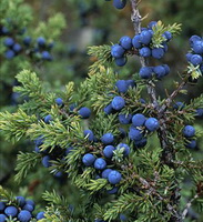 fruiting branches of Juniperus communis with many blue berries growing on branch,with many green leaves