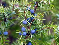 fruiting tree of Juniperus communis with blue berries grow in sunny field