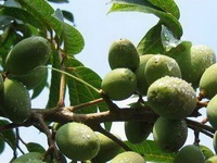 fruiting tree of Simmondsia californica Nutt with many green fruits growing on branches,and green leaves