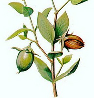 a colorful drawing of Simmondsia californica Nutt,green stem and leaves,green unmature fruit and flower