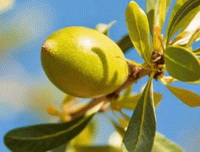 branch of Simmondsia californica Nutt with a green fruit and several dark green leaves growing on branch tip