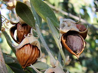 brown fruits of Simmondsia californica Nutt grow on branch
