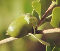 a green fruit and several green leaves of Simmondsia californica Nutt grow on branch