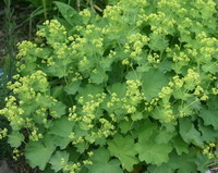 flowering plants of Alchemilla vulgaris with greenish yellow small flowers and green leaves grow in field