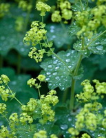 flowering plants of Alchemilla vulgaris with small greenish yellow flower spikes grow in field