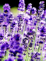 purple Lavender flowers grow in sunny field