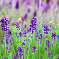 flowering plants of Lavendula angustifolia Mill with small purple flowers grow in grass field