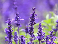 lavender flowers of Lavendula angustifolia Mill grow in sunny field
