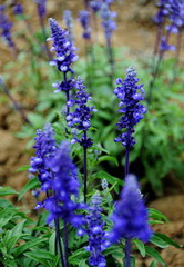 flowering plants of Lavendula angustifolia Mill with lilac flower spikes and green leaves grow in field