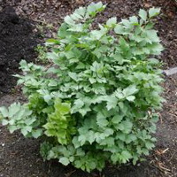 shrubs of Levisticum officinale Koch with many small green leaves grow in field