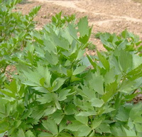 green leaves of Levisticum officinale Koch