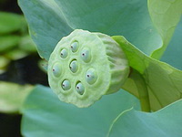 green lotus pod grows on stems with leaves