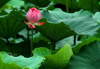 green lotus leaves and a pink lotus flower bud