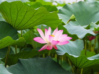 plants of Nelumbo nucifera Gaertn with a pink lotus flower and big green lotus leaves
