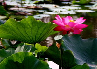 several flowering plants of Nelumbo nucifera Gaertn with pink lotus flower grow in water