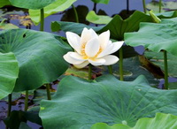 plants of Nelumbo nucifera Gaertn,flowering lotus plant with a big white lotus flower