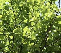 plants of Tilia cordata Mill grow in sunny field
