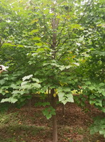 trees of Tilia cordata Mill with many green leaves grow in sunny woods