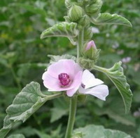 flowering plant of Althaea officinalis with small pink flowers and pale green leaves grow in field