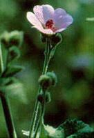 flowering plant of Althaea officinalis with small pink flower growing on stem top