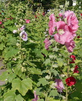 flowering plants of Althaea officinalis with white and pink flowers grow in sunny field