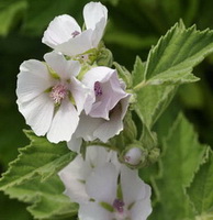 flowering plants of Althaea officinalis with small white flowers grow in field