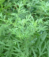 plants of Artemisia vulgaris with many small green leaves grow in field
