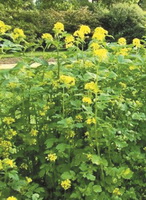 flowering plants of Brassica juncea L.Czern.et Coss. with small yellow flower spikes grow in a cluster in sunny field